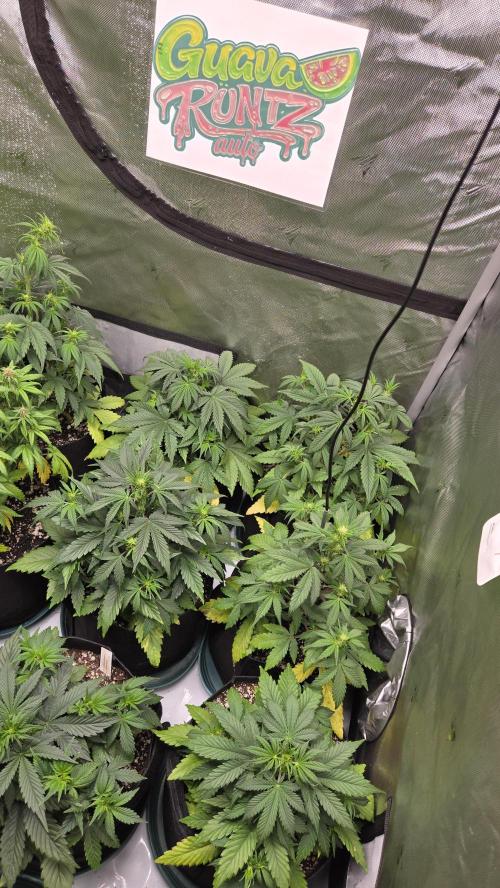 GuavaRuntzAuto. Week 3