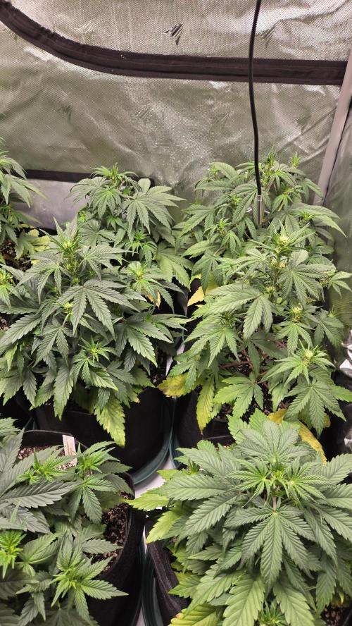 GuavaRuntzAuto. Week 3