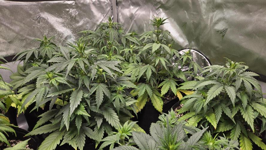 GuavaRuntzAuto. Week 3