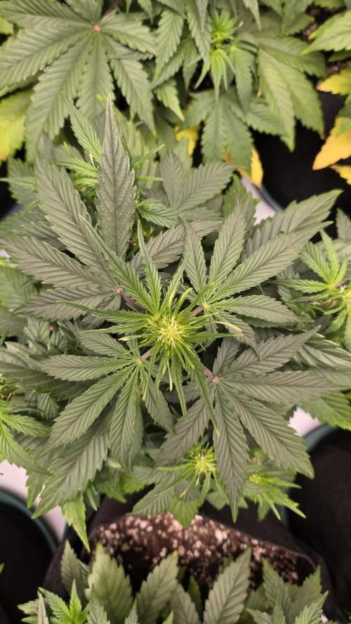 GuavaRuntzAuto. Week 3