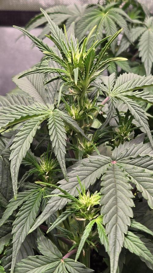 GuavaRuntzAuto. Week 3