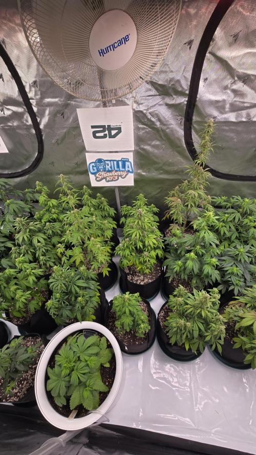 StrawberryGorillaAuto(RF3). Week 5