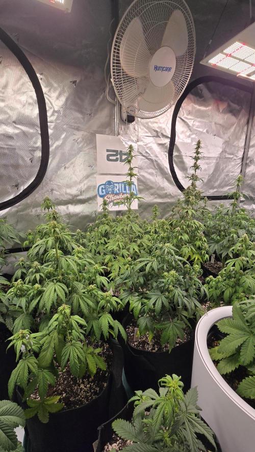 StrawberryGorillaAuto(RF3). Week 5