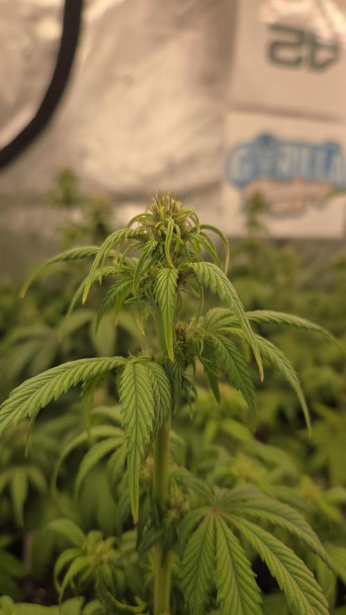 StrawberryGorillaAuto(RF3). Week 5