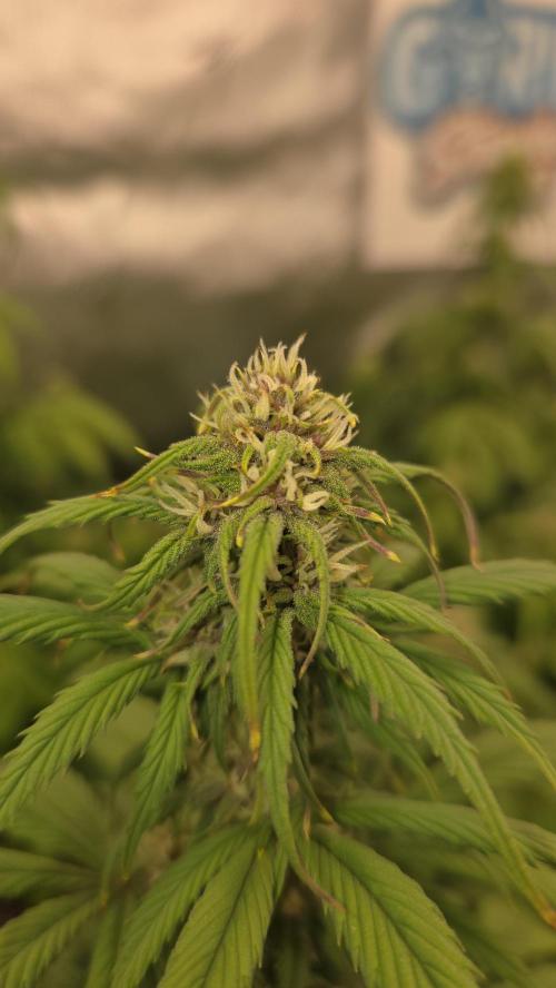 StrawberryGorillaAuto(RF3). Week 5