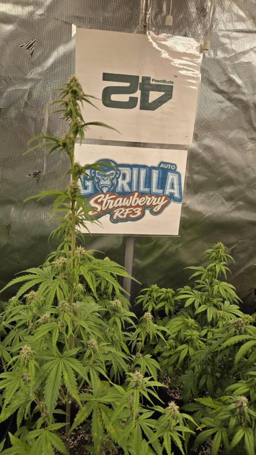 StrawberryGorillaAuto(RF3). Week 5