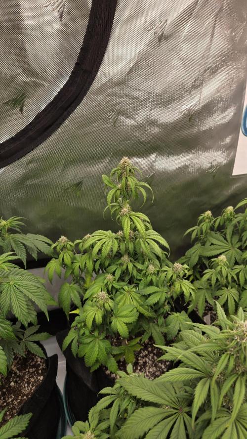 StrawberryGorillaAuto(RF3). Week 5