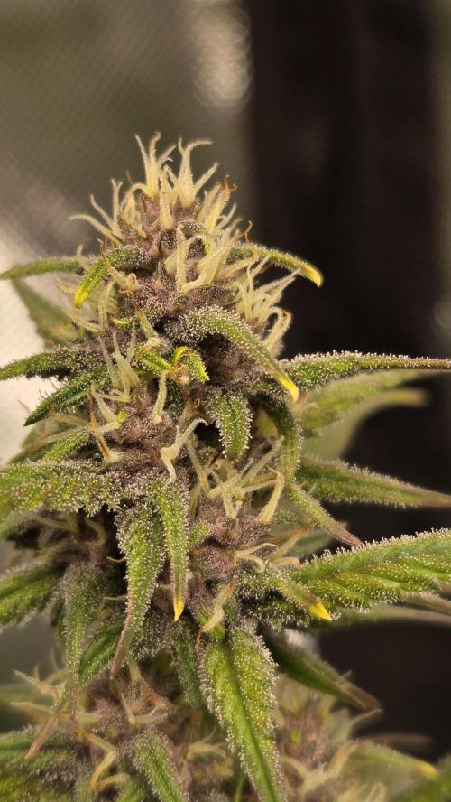 StrawberryGorillaAuto(RF3). Week 5