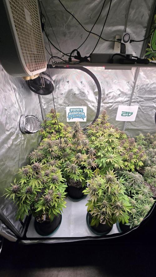 FrostBangerAuto. Week 8