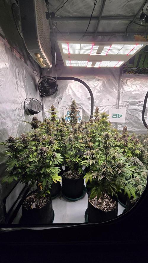 FrostBangerAuto. Week 8