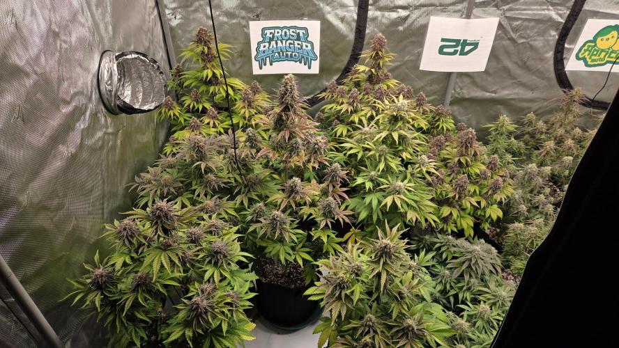 FrostBangerAuto. Week 8