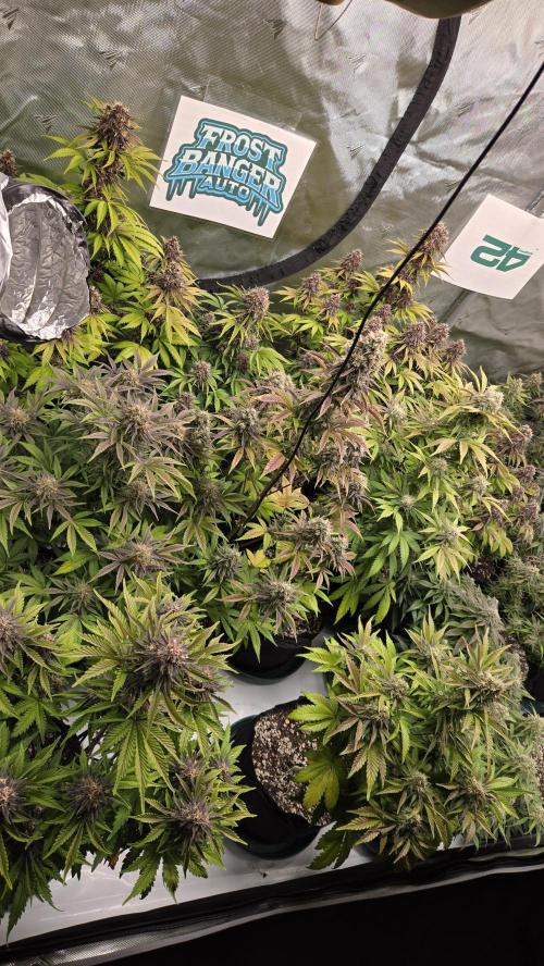 FrostBangerAuto. Week 8