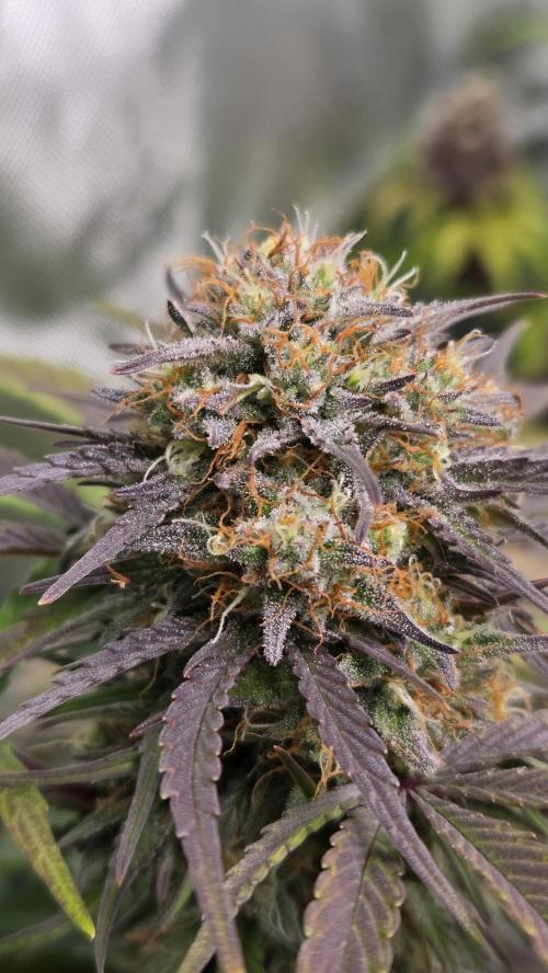 FrostBangerAuto. Week 8