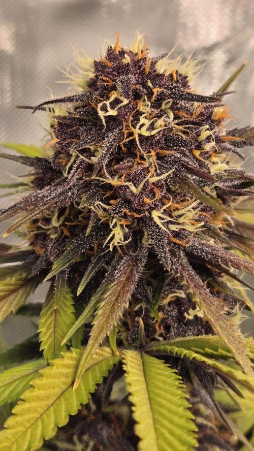 FrostBangerAuto. Week 8