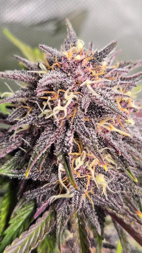 FrostBangerAuto. Week 8