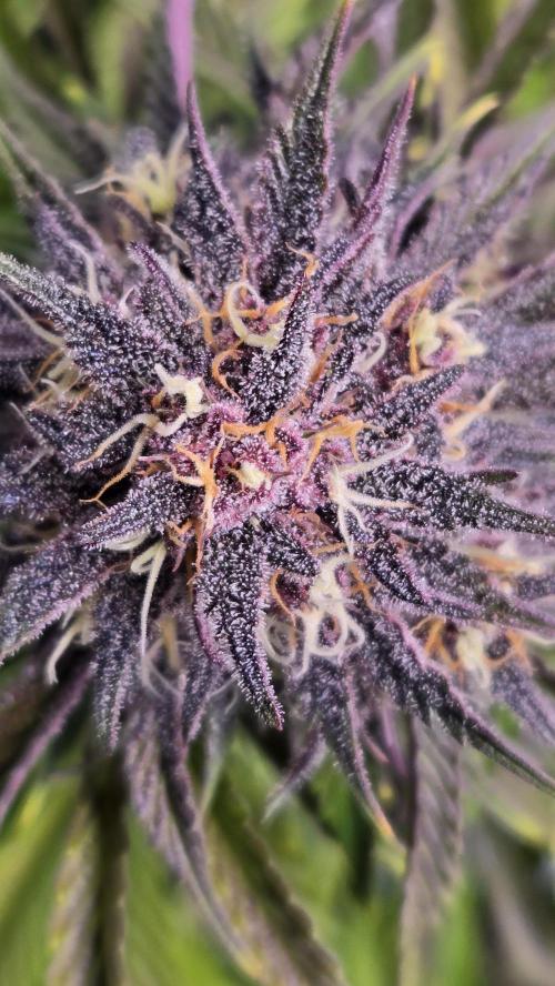 FrostBangerAuto. Week 8