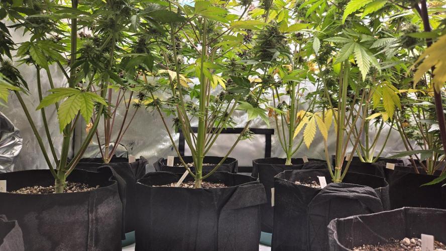 FrostBangerAuto. Week 8