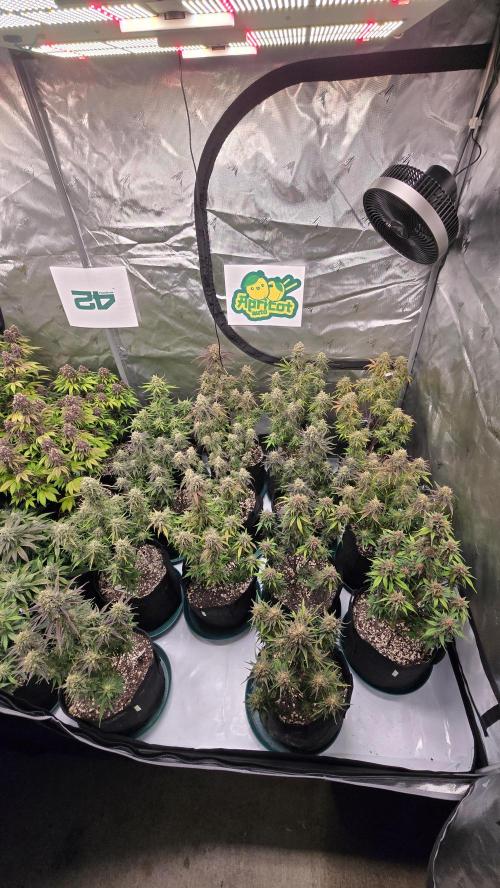 ApricotAuto. Week 8