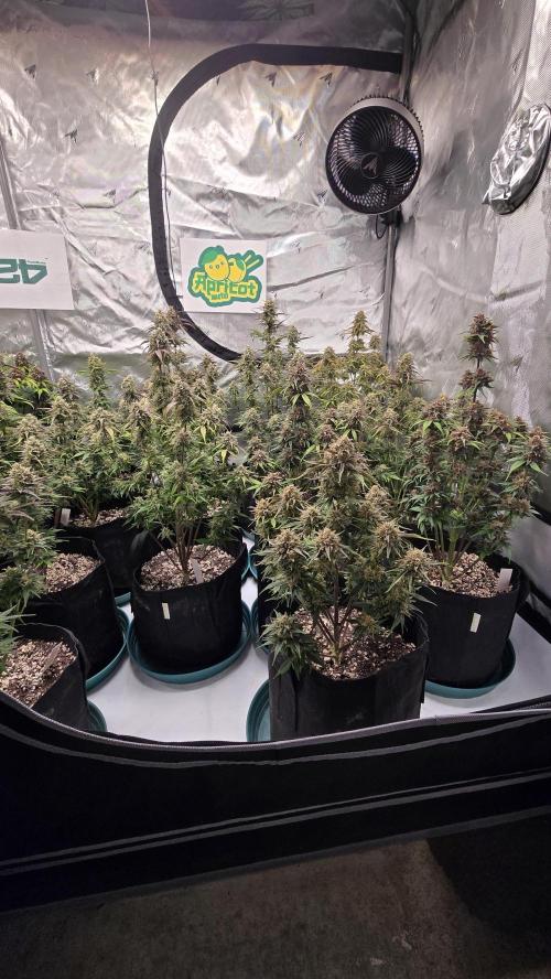 ApricotAuto. Week 8