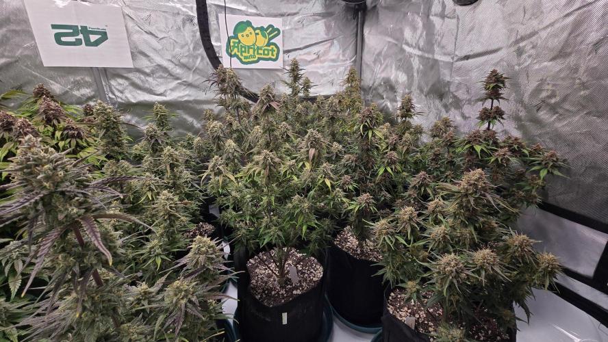ApricotAuto. Week 8