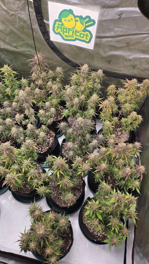 ApricotAuto. Week 8
