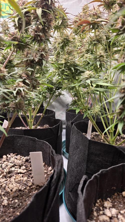 ApricotAuto. Week 8