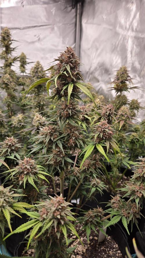 ApricotAuto. Week 8