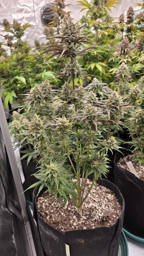 ApricotAuto. Week 8