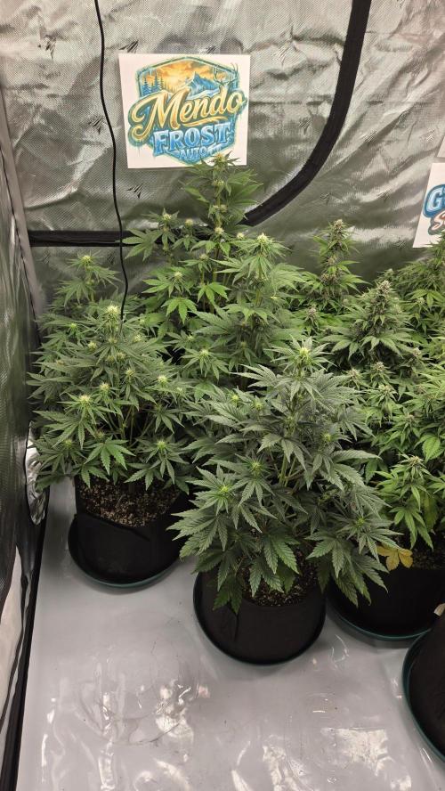 Mendo Frost Auto. Week 4