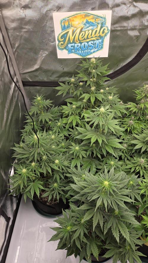 Mendo Frost Auto. Week 4