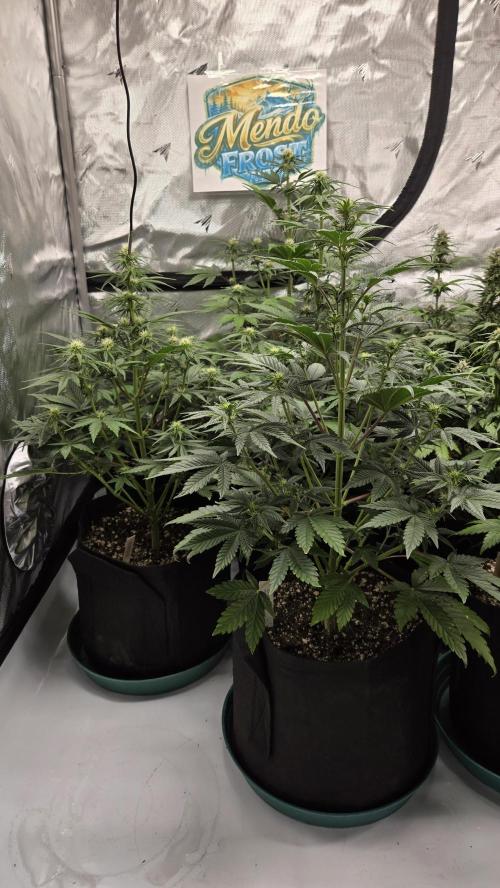 Mendo Frost Auto. Week 4
