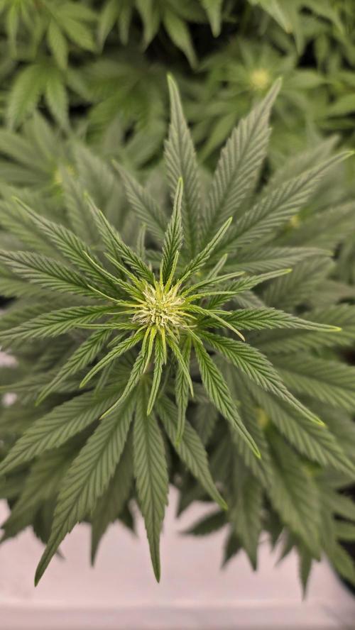 Mendo Frost Auto. Week 4