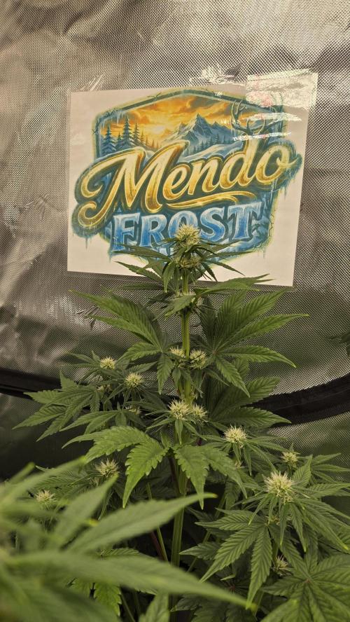 Mendo Frost Auto. Week 4