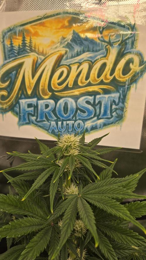 Mendo Frost Auto. Week 4