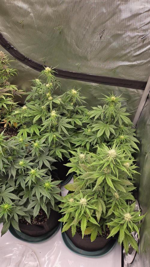 GuavaRuntzAuto. Week 4