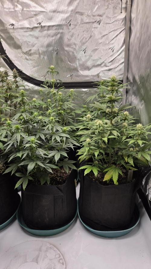 GuavaRuntzAuto. Week 4