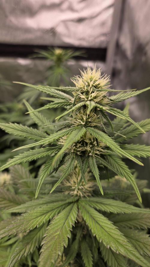 GuavaRuntzAuto. Week 4