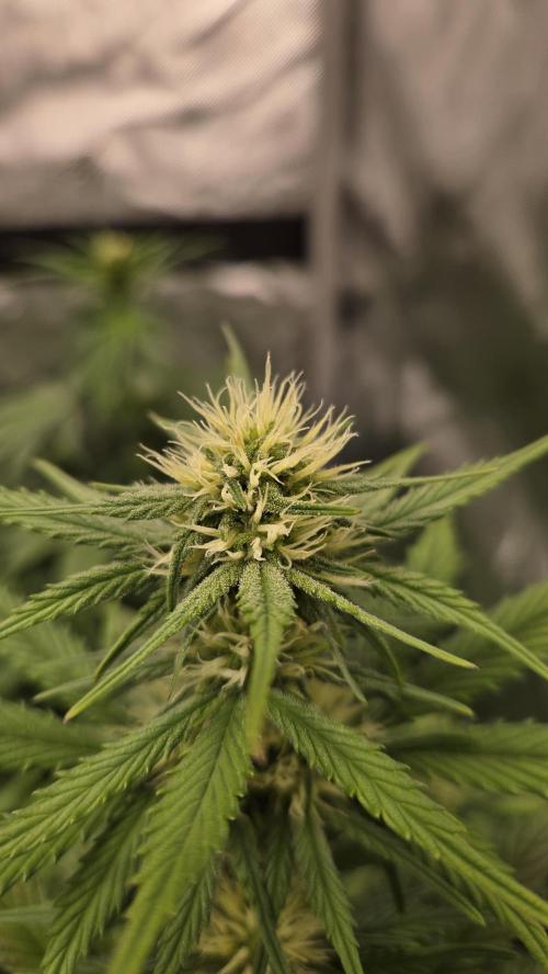 GuavaRuntzAuto. Week 4