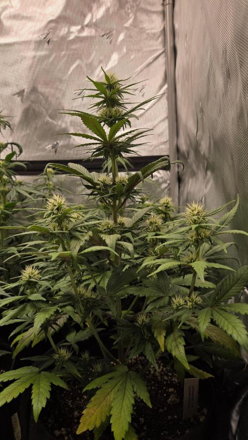 GuavaRuntzAuto. Week 4