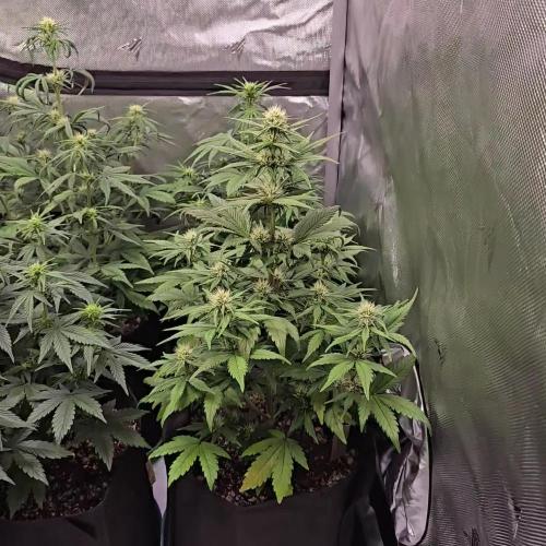 GuavaRuntzAuto