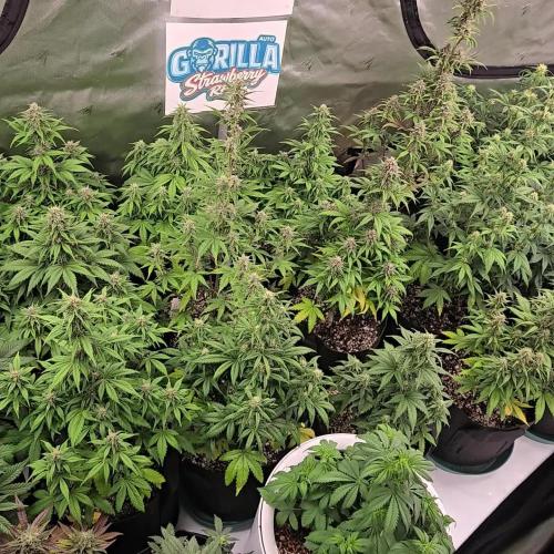 StrawberryGorillaAuto(RF3)