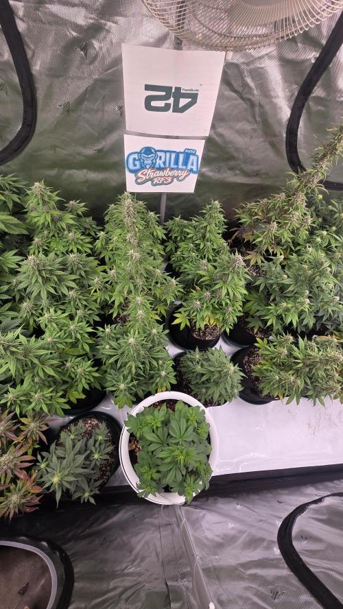 StrawberryGorillaAuto(RF3). Week 6