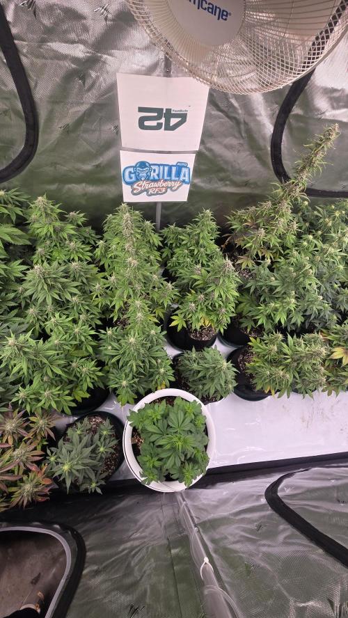 StrawberryGorillaAuto(RF3). Week 6