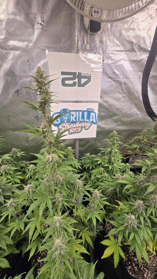 StrawberryGorillaAuto(RF3). Week 6