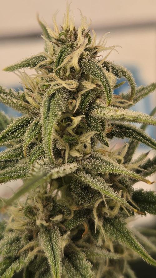 StrawberryGorillaAuto(RF3). Week 6