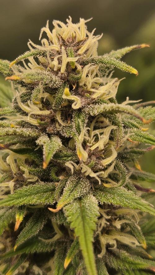 StrawberryGorillaAuto(RF3). Week 6