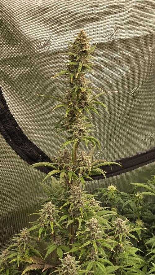 StrawberryGorillaAuto(RF3). Week 6