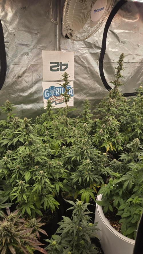 StrawberryGorillaAuto(RF3). Week 6