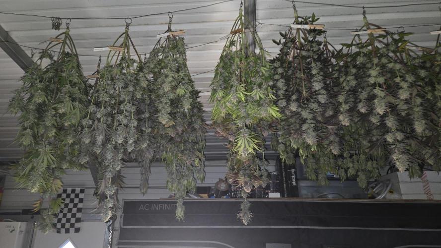 AppleStrudelAuto. Week 10
