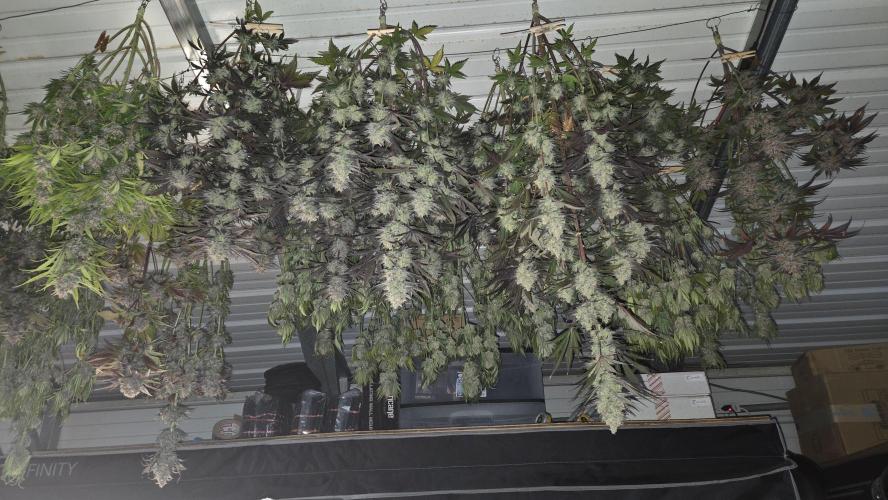 AppleStrudelAuto. Week 10